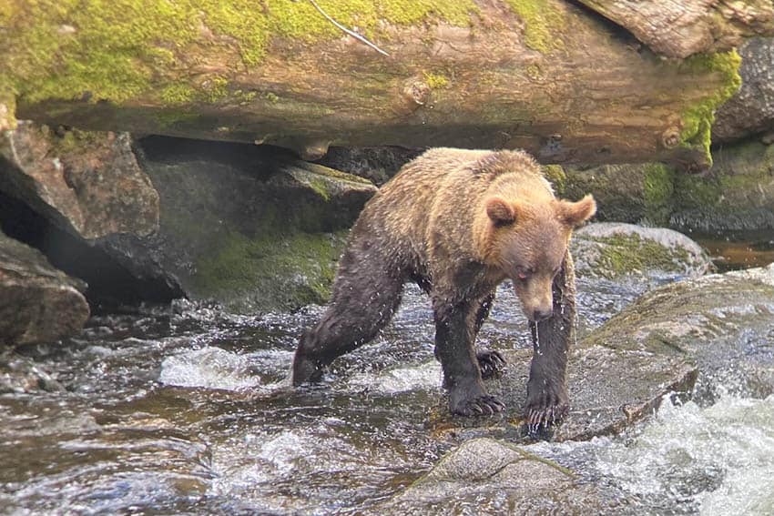 A brown bear fishing for pink salmon at Anan Wildlife Observatory, Tongas National Forest, AK.