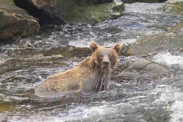 A brown bear fishing for pink salmon in Anan Creek, Tongas National Forest, AK.