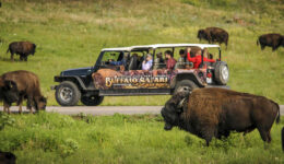 Buffalo Safari in Custer State Park Photo Courtesy of Travel South Dakota
