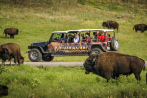 South Dakota Surprises Buffalo Safari in Custer State Park Photo Courtesy of Travel South Dakota