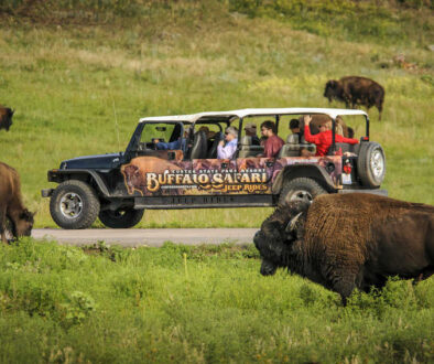 Buffalo Safari in Custer State Park Photo Courtesy of Travel South Dakota