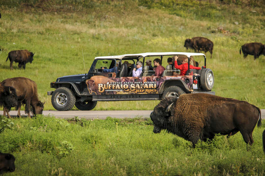 South Dakota Surprises 14 Buffalo Safari in Custer State Park Photo Courtesy of Travel South Dakota