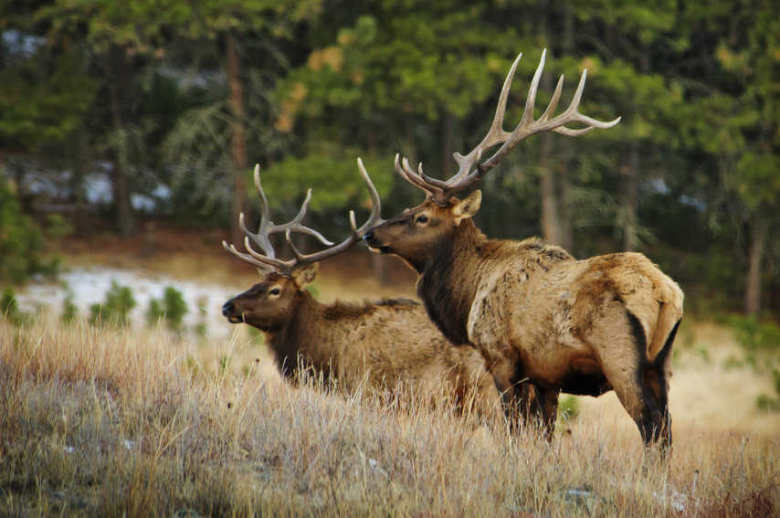 South Dakota Surprises 1 Magestic Elk in Wind Cave National Park. Photo Courtesy of Travel South Dakota