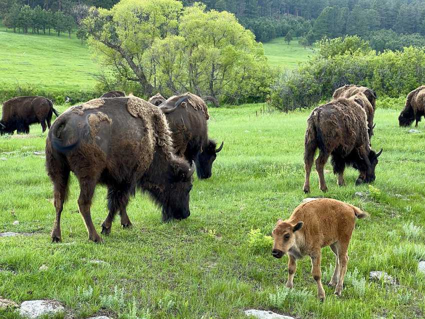 South Dakota Surprises 16 Buffalo with their young, called red dogs, roaming in Custer State Park. Photo Sharon Kurtz