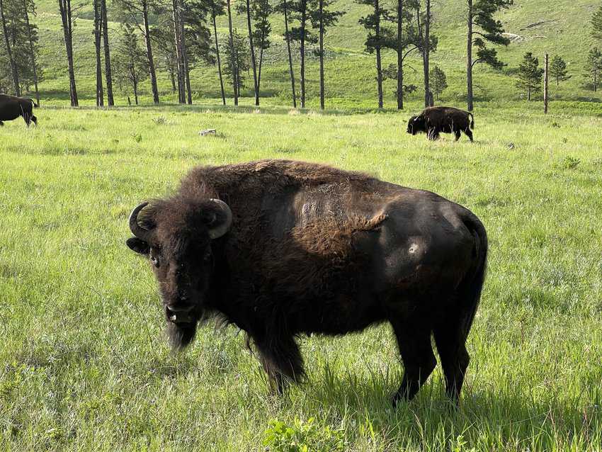 South Dakota Surprises 17 Photo Op on Buffalo Jeep Safari in Custer State Park. Photo by Sharon Kurtz