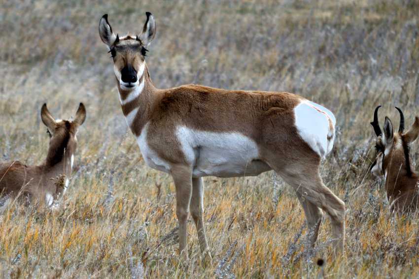 South Dakota Surprises 3 Pronghorn Antelope are considered to be the fastest land animal in North America at Custer State Park. Photo courtesy of Creative Commons/ Flickr