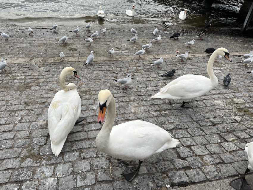 Lake Zurich's sassy swans. 