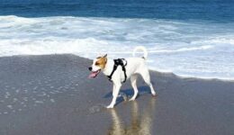 Pet friendly Outer Banks NC.