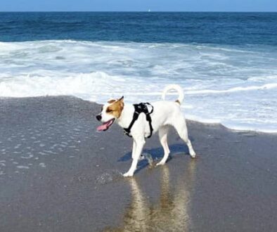 Pet friendly Outer Banks NC.