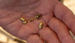 People are still finding gold at Sutter's Mill. The largest nugget was discovered on Mother's Day a few years ago.