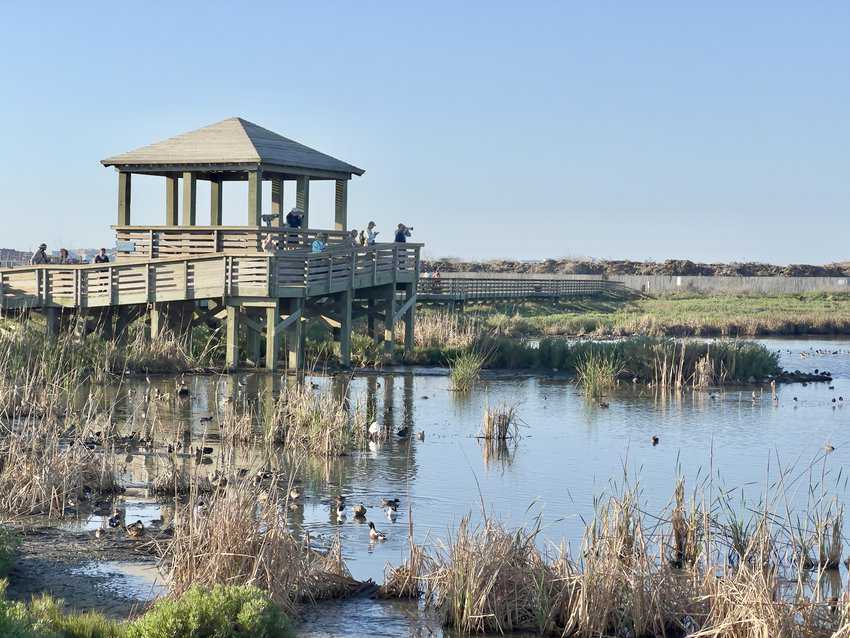 Whooping it Up in Port Aransas, Texas Gulf Coast 3 Birders at Leonabelle Turbull Birding Center.