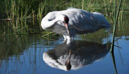 whooping crane in Port Aransas