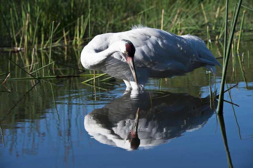 Whooping it Up in Port Aransas, Texas Gulf Coast 8 Whooping Crane Feeding.