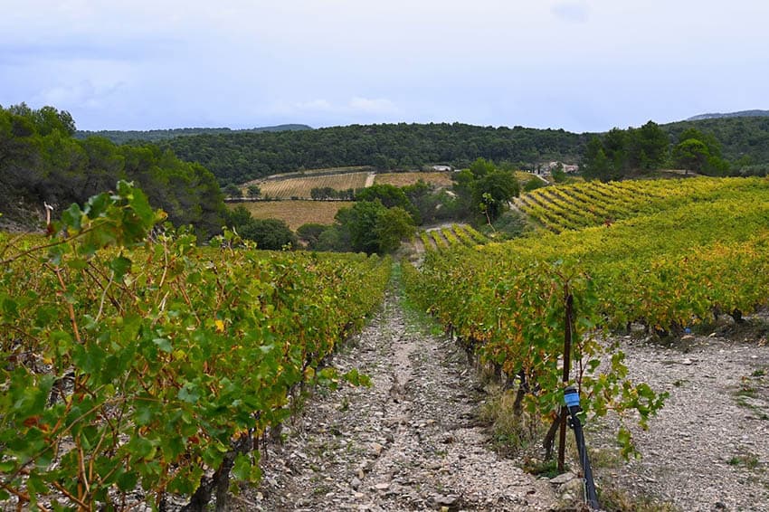 Vineyard off the scenic Cotes-du-Rhone wine route