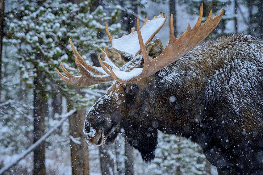 Bull Moose in the wild. Jasper Tourism photo