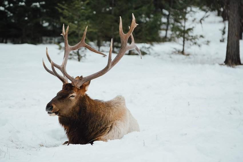 Elk CR MikeSeehagel© Tourism Jasper