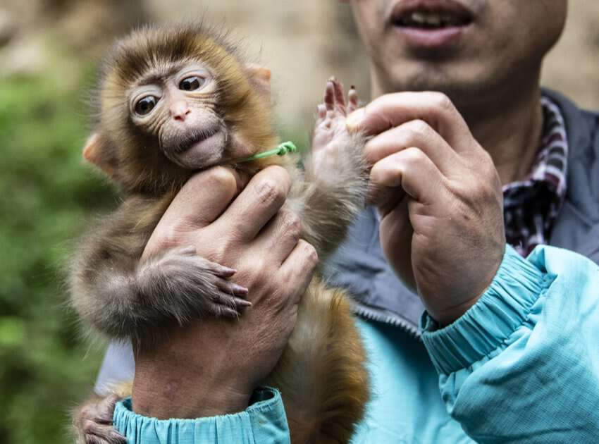 The Tongjing Scenic Area near Chongquing, China, is home to a troop of monkeys. A volunteer caretaker feeds the critters corn and grain and looks after their well-being.