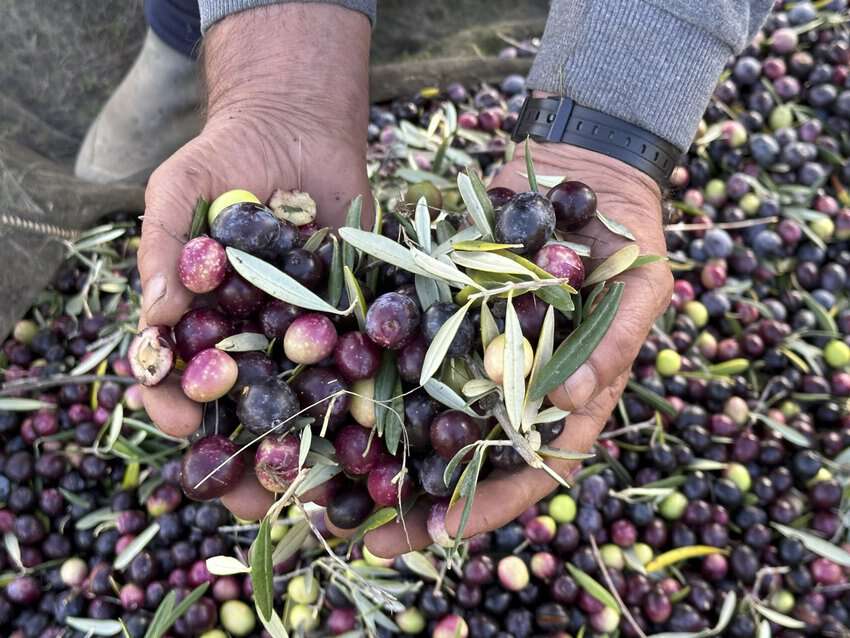 Harvesting olives is big business in Extremadura, an autonomous community in western Spain that borders Portugal.