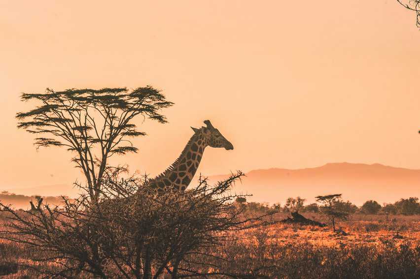 Giraffe in Kenya.