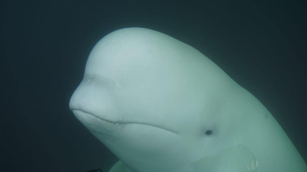 Beluga,norway