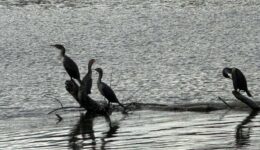 a group of cormorants on a log in the water