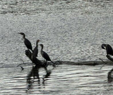 a group of cormorants on a log in the water