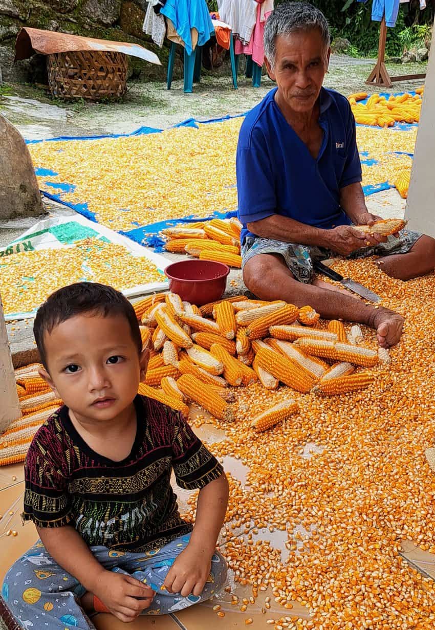 Lake Toba Indonesia: The World's Largest Crater Lake 5 An old man and his grandson are scraping the corn off the cobs