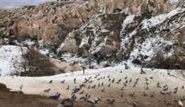 pigeons-cappadocia