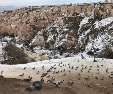 pigeons-cappadocia