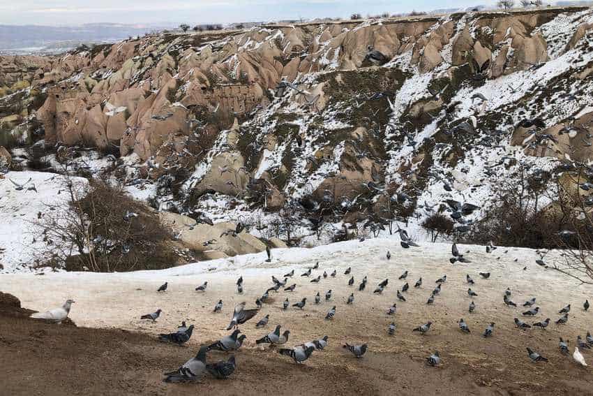 Hidden Gems of Cappadocia: Beyond the Hot Air Balloons 3 Pigeons in Cappadocia. Max Hartshorne photos.