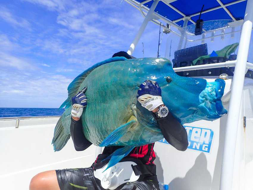 Chasing Giants: Sport Fishing in Papua New Guinea 7 A Napoleon Wrasse is a rare and precious catch
