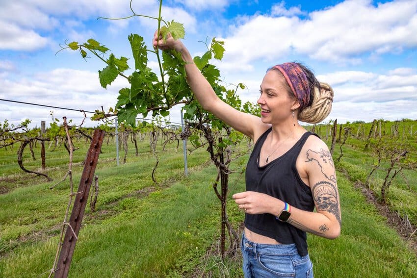 A Northeast Kansas Travel Story 1 Night Hawk vineyard Kansas