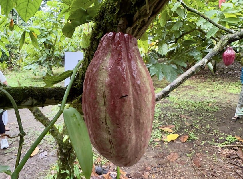 A cacao pod, where chocolate starts in Costa Rica.