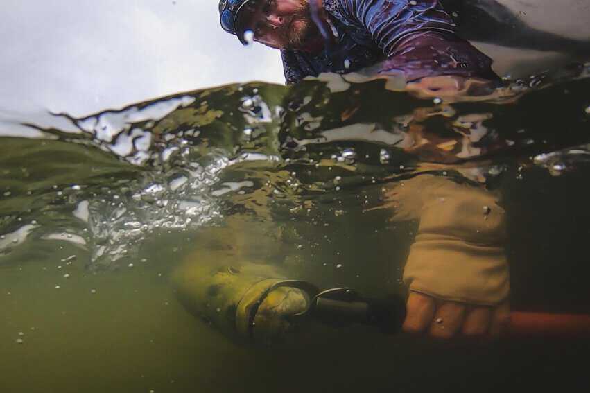 Chasing Giants: Sport Fishing in Papua New Guinea 5 The catch is released quickly to ensure its survival