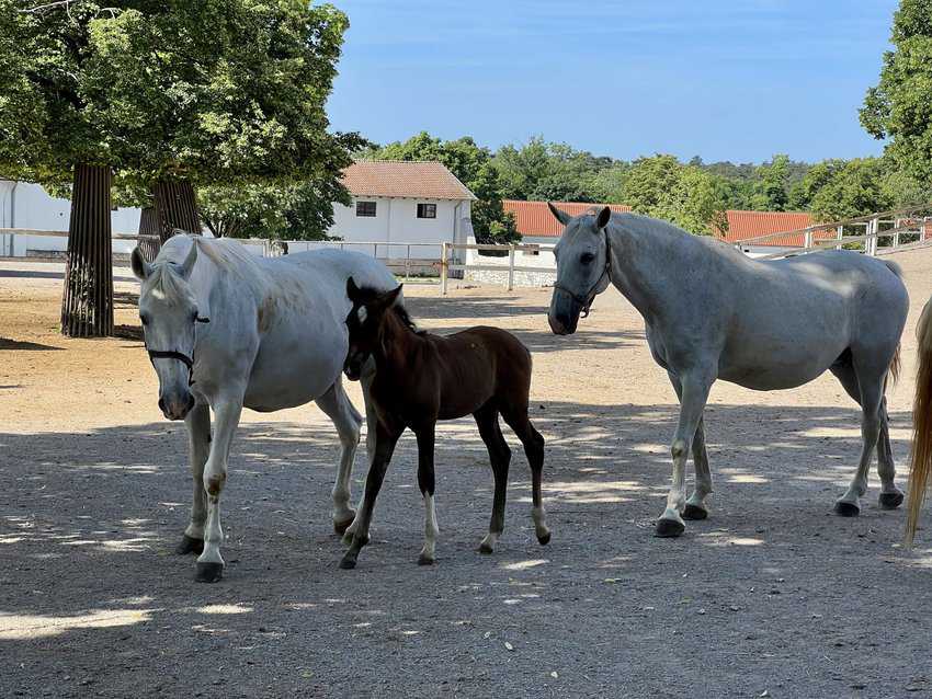 Slovenia: Forests, Vineyards, and Medieval Villages 7 Mares and their foals at Lipica Stud Farm. Sharon Kurtz photo