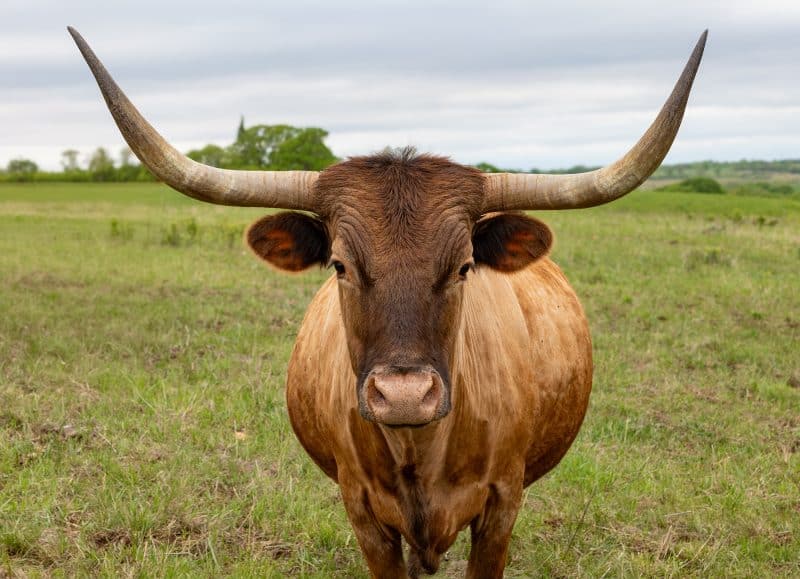 A Northeast Kansas Travel Story 4 CIRCLE S RANCH & COUNTRY INN Long horn Cattle