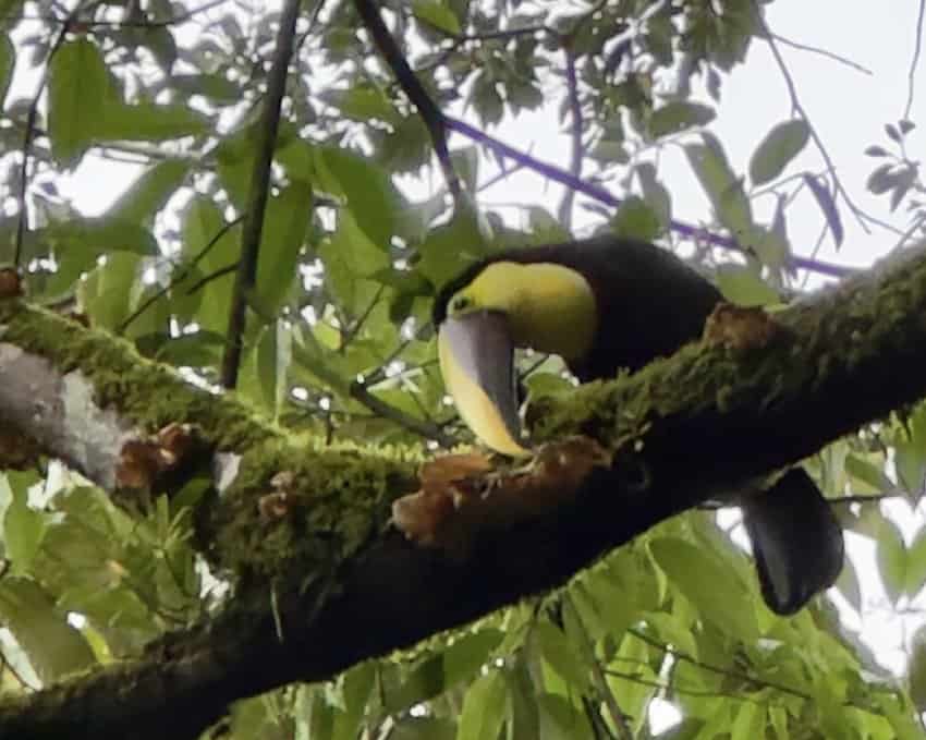 Wild toucan in Costa Rica