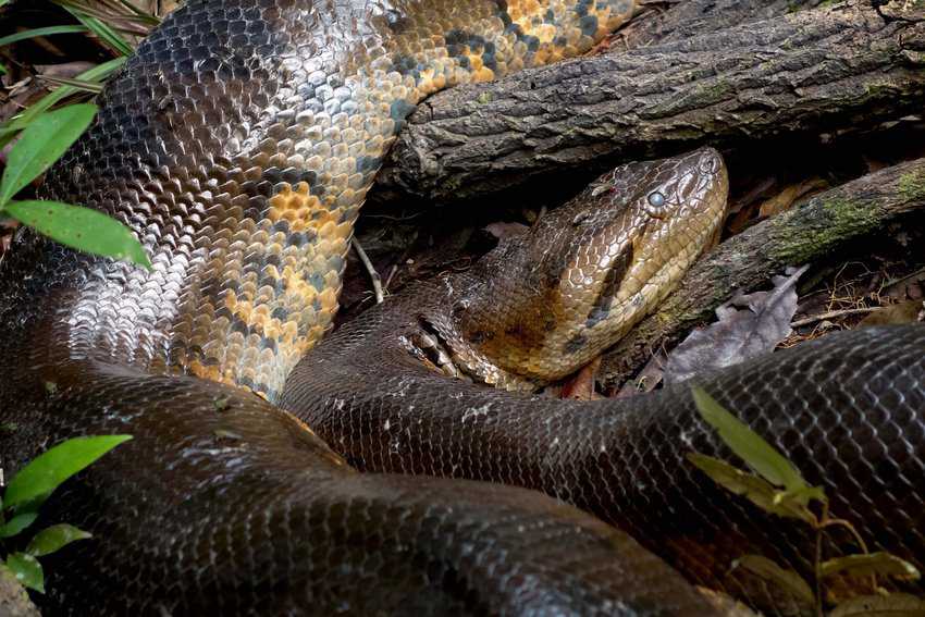 The Peruvian Amazon is home to giant anacondas