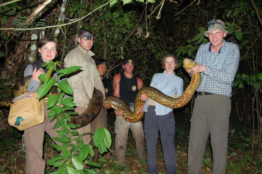 A giant anaconda is captured