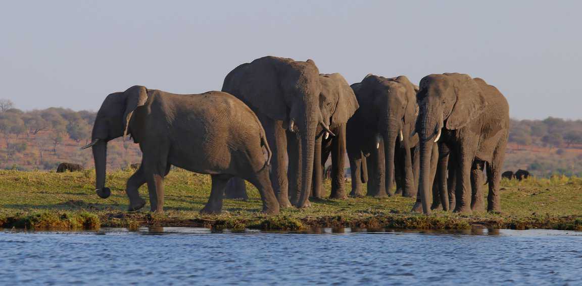 A Chobe National Park elephant herd at sunset.