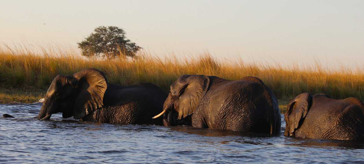 An elephant herd moving from one river bank to another.