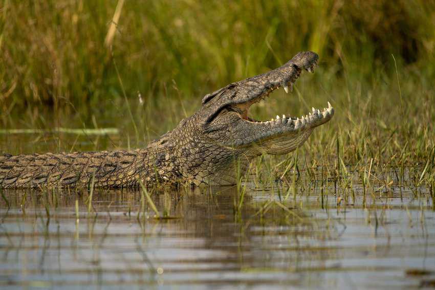 An agitated crocodile, disturbed from his slumber.