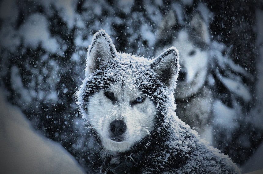Aurora Austral: Husky Farm in the Chilean Mountains 2 A snow-dusted husky in the winter. Photo provided by Konrad Jakob
