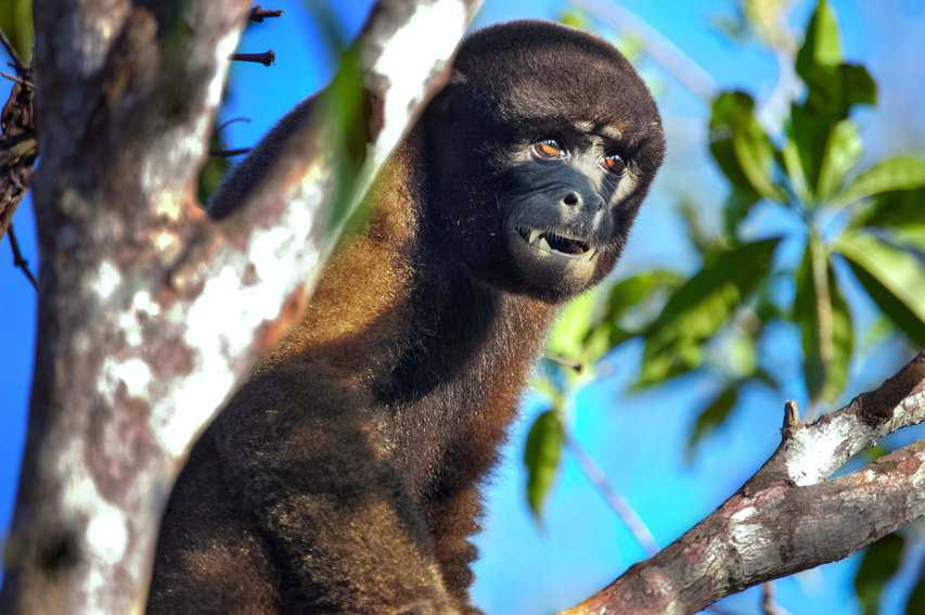 Wolly monkey