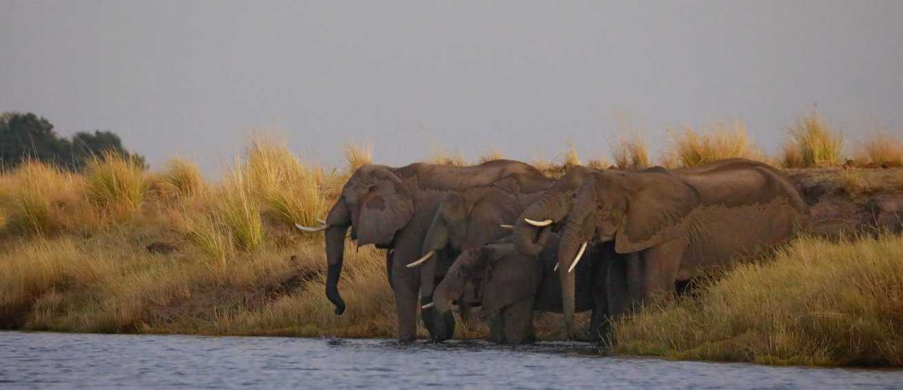 Herd of elephant at sunset, drinmking from the Chobe River.