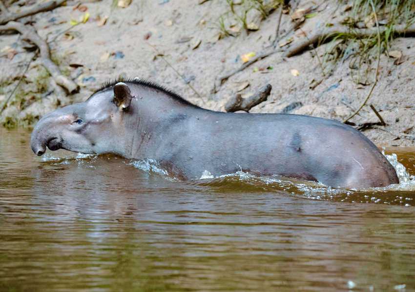 South American Tapir