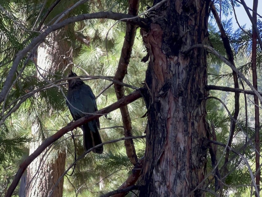 North Lake Tahoe, California 8 Large Blue Jay in a pine tree along the path at Granlibakken Tahoe.