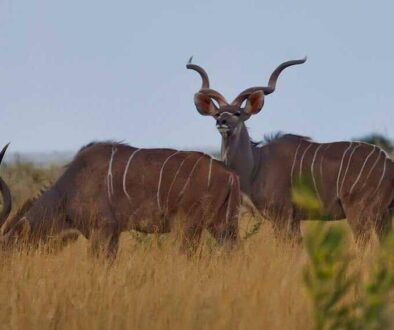A kudu bull, giving me the eye.