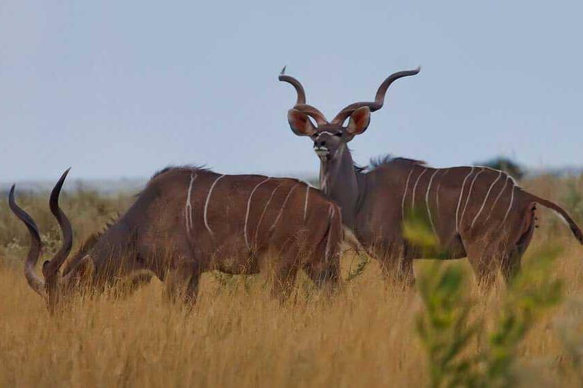 African Wildlife Safari and Zambezi Riverboat Cruise