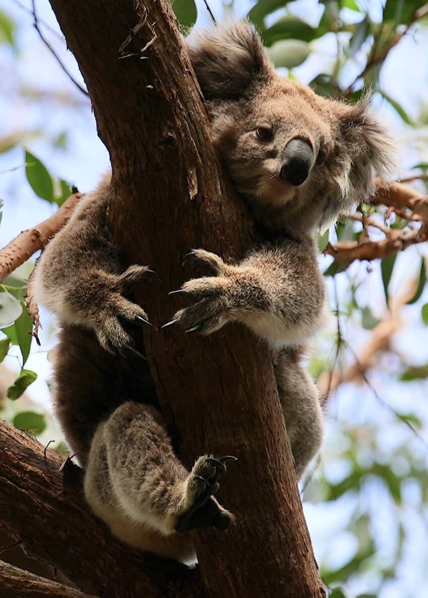 Southern Australia: Cruising Victoria's Coastline 8 Many species have been driven to extinction in Australia so seeing a koala and her joey in their natural habitat brings joy and elation.